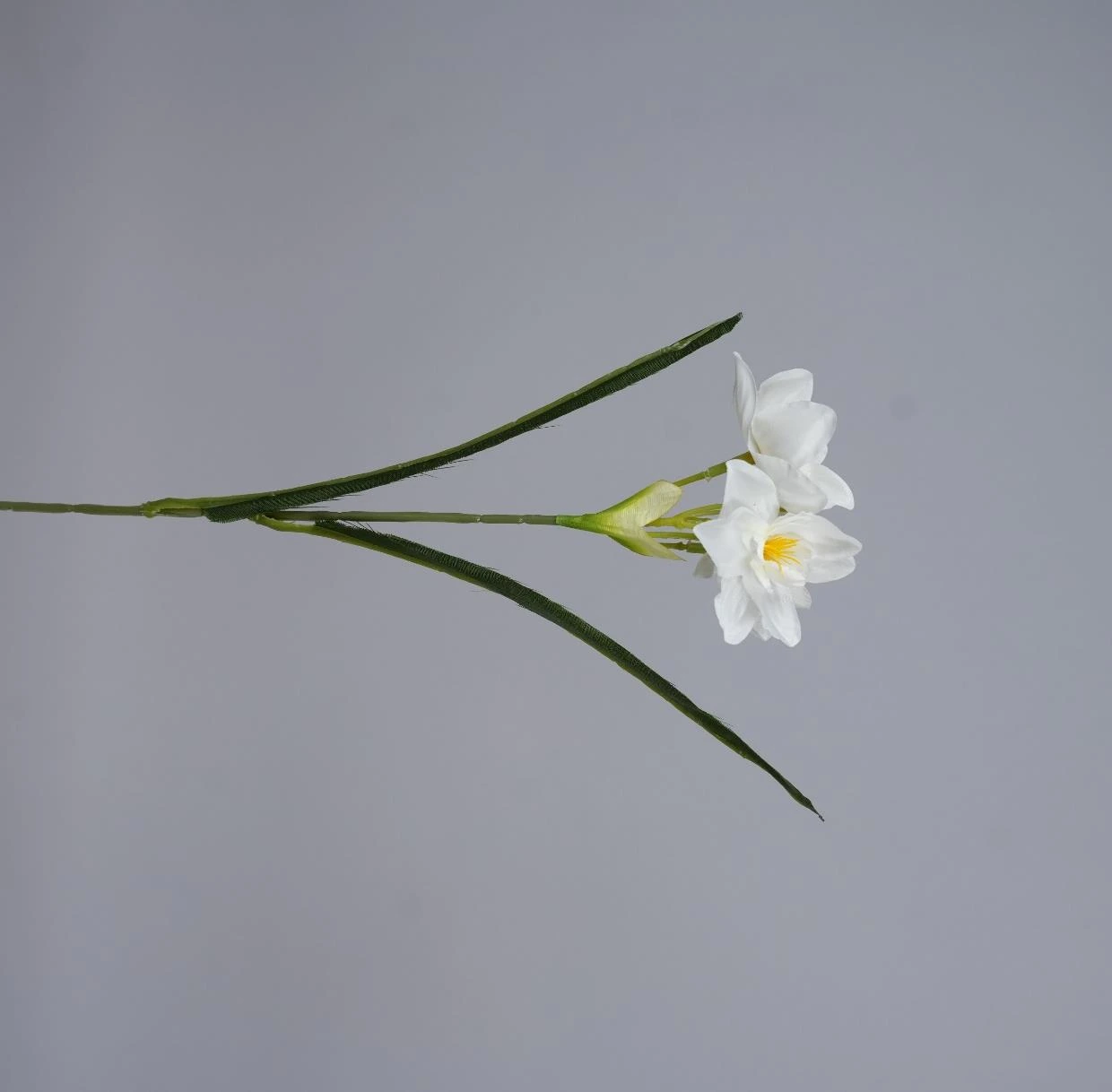 Amaryllis *3